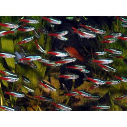 Neon news sm paracheirodon innesi 2