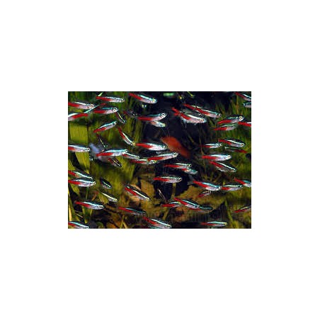 Neon tg sm paracheirodon innesi