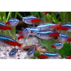 Neon Tg XL Paracheirodon grafts