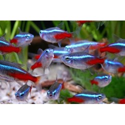 NEON TG XL PARACHEIRODON GREAFES