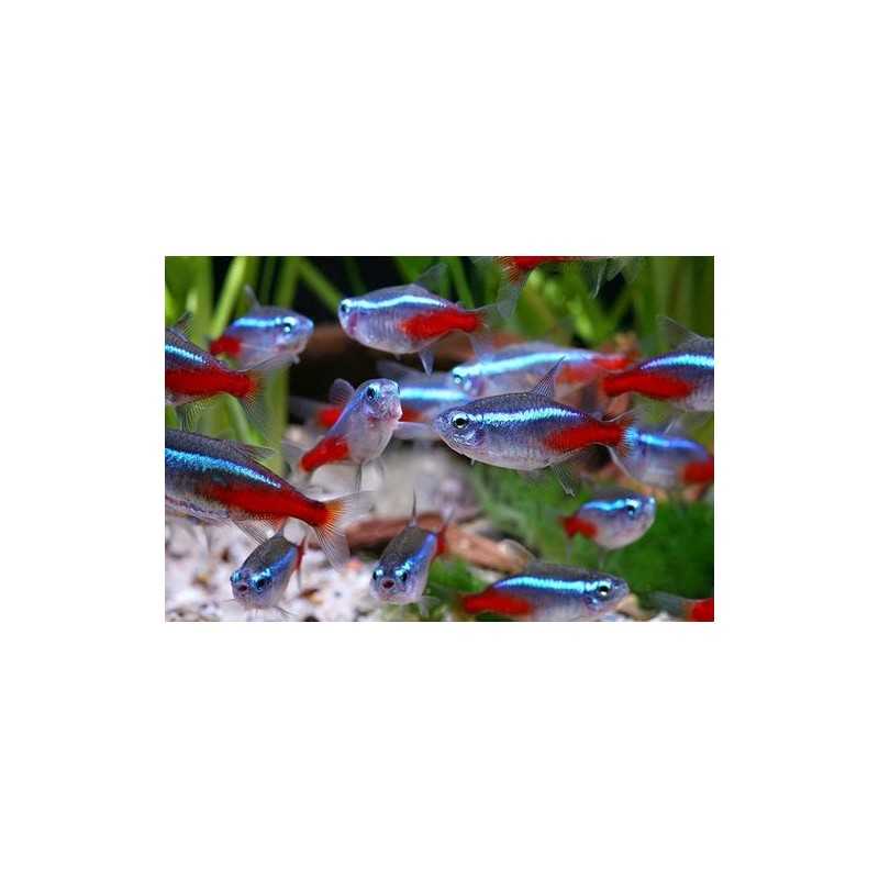 Neon Tg XL Paracheirodon grafts