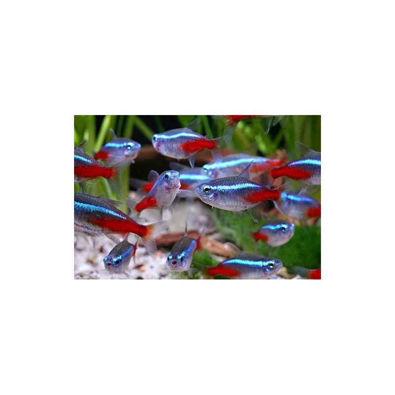 NEON TG XL PARACHEIRODON GREAFES