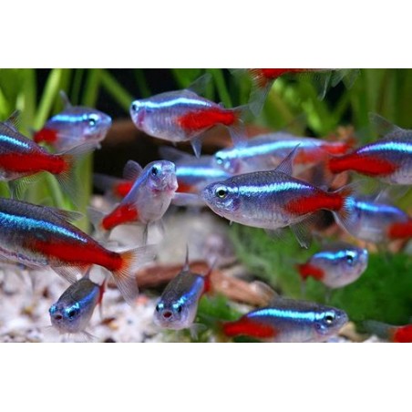 NEON TG XL PARACHEIRODON GREAFES