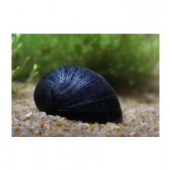 snail de Néritina tire le casque noir 2