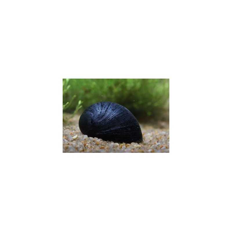 neritina snail Pulls Black Helmet