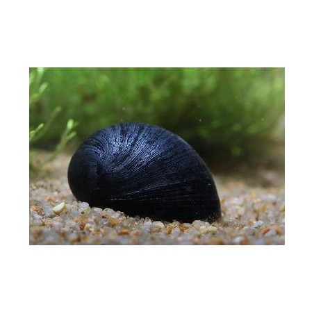 neritina snail Pulls Black Helmet
