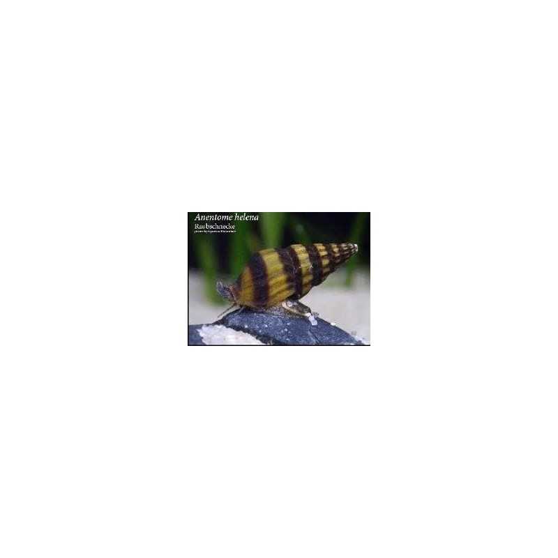 helena Anentome Killer snail