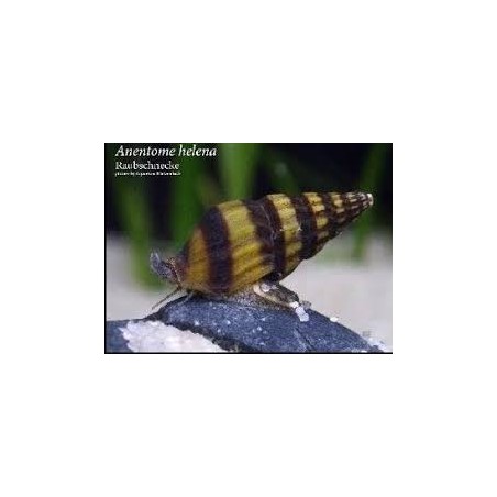 snail d'Helena Anentome Killer
