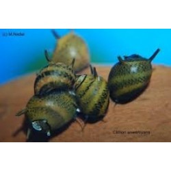 escargot Clithon Sowerbyaana