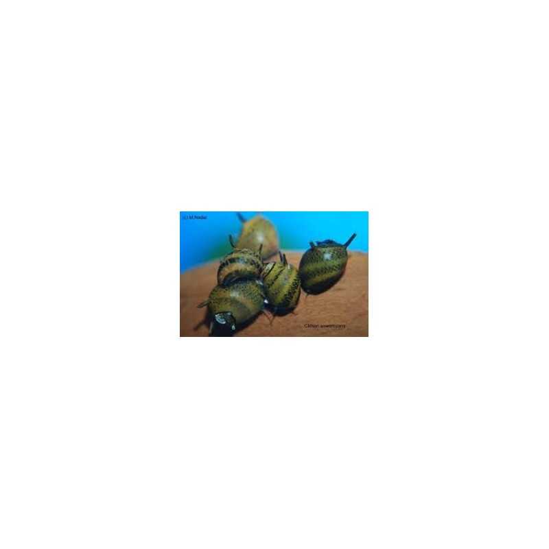 snail Clithon Sowerbyaana