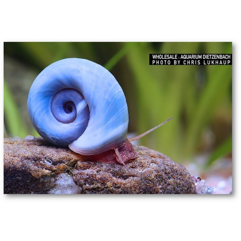Planorbella Blue Animeps Helisoma