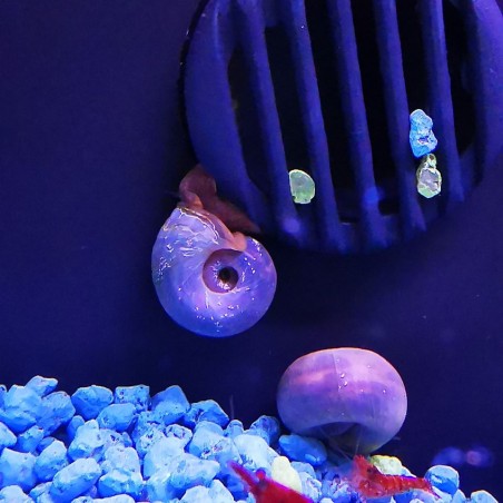 Planorbella Blue Animeps Helisoma