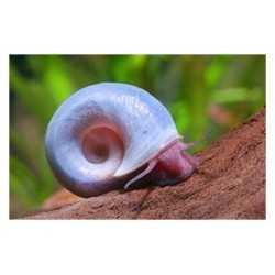 Pink PLANORBELLA PINK PLANORBELLA HELISOMA 2