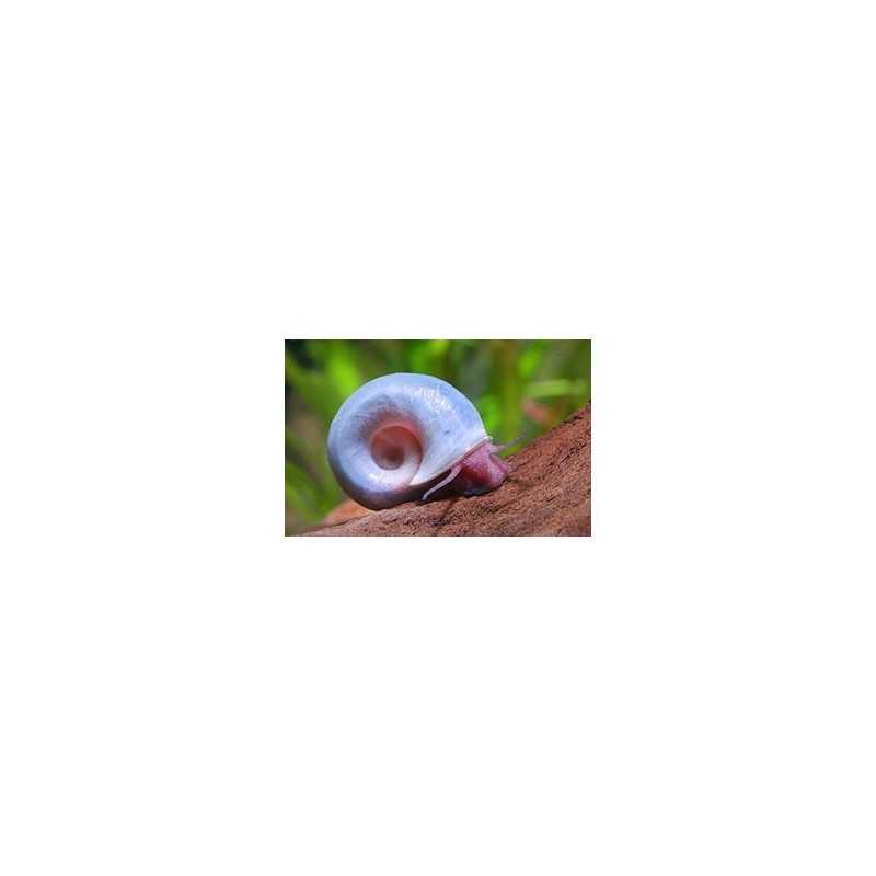 Lumaca Helisoma anceps Rosa pink Planorbella