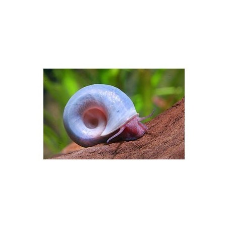 Lumaca Helisoma anceps Rosa pink Planorbella