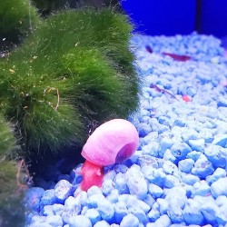 Pink Planorbella rose Planorbella Helisoma