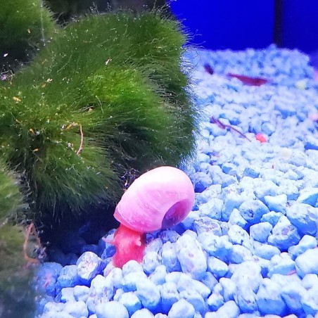 Helisoma anceps Rosa pink Planorbella