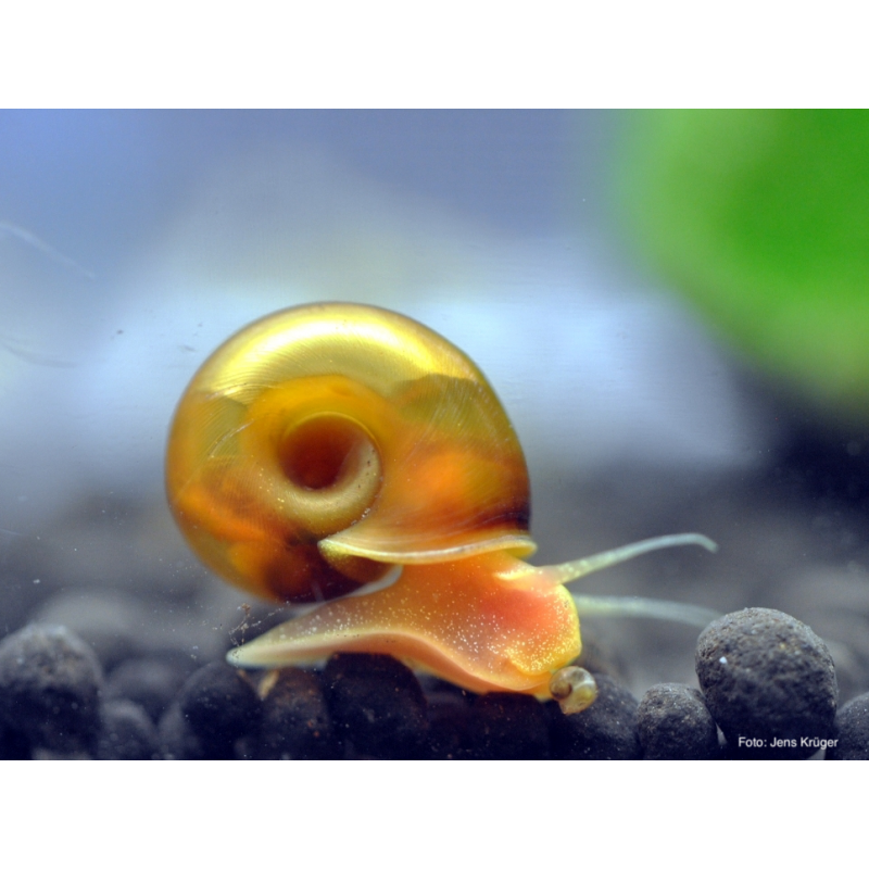Lumaca Helisoma anceps Orange Planorbella