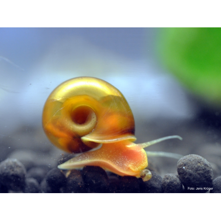 Lumaca Helisoma anceps Orange Planorbella