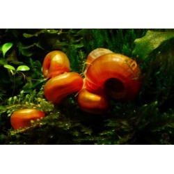 Anceps Helisoma Orange Planorbella 2