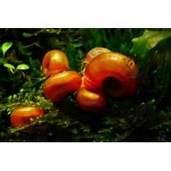 Lumaca Helisoma anceps Orange Planorbella 2
