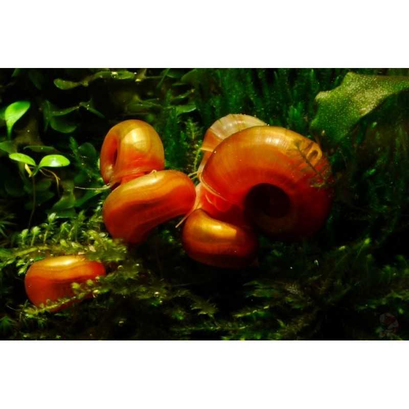 Lumaca Helisoma anceps Orange Planorbella