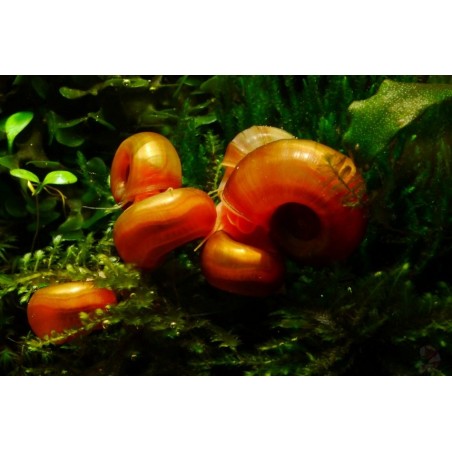 Helisoma anceps Orange Planorbella