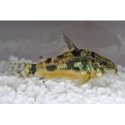 Corydoras Paléeuvus