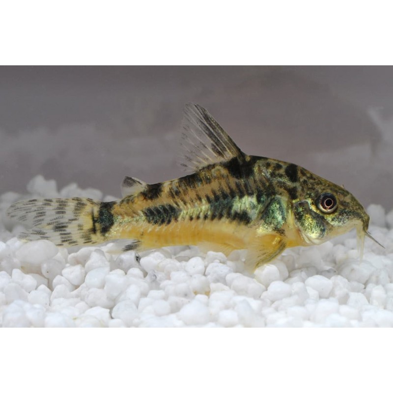Corydoras Paléeuvus