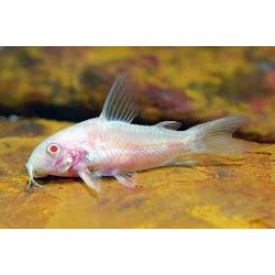 Corydoras Albino Paledus 2