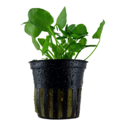 Nymphoides Hydrophylla Taiwan in jar - Tropica