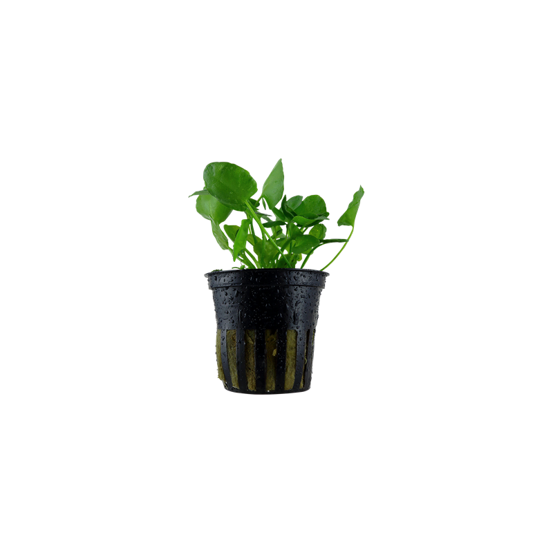 Nymphoides hydrophylla Taiwan in vasetto - Tropica