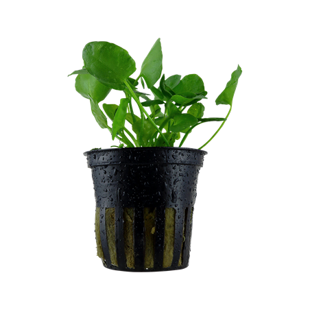 Nymphoides hydrophylla Taiwan in vasetto - Tropica