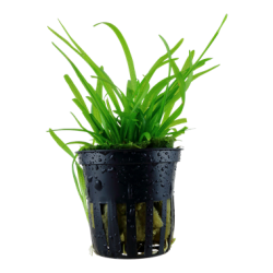 Subulated sagittaria in jar - Tropica