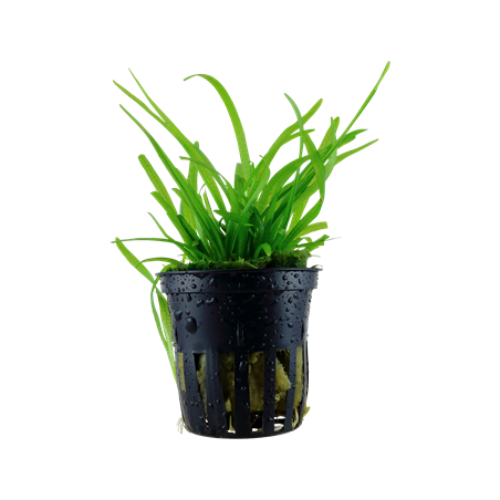 Subulated sagittaria in jar - Tropica