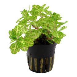 Shinnersia Rivulararis Weiss-Grun in Jar - Tropica