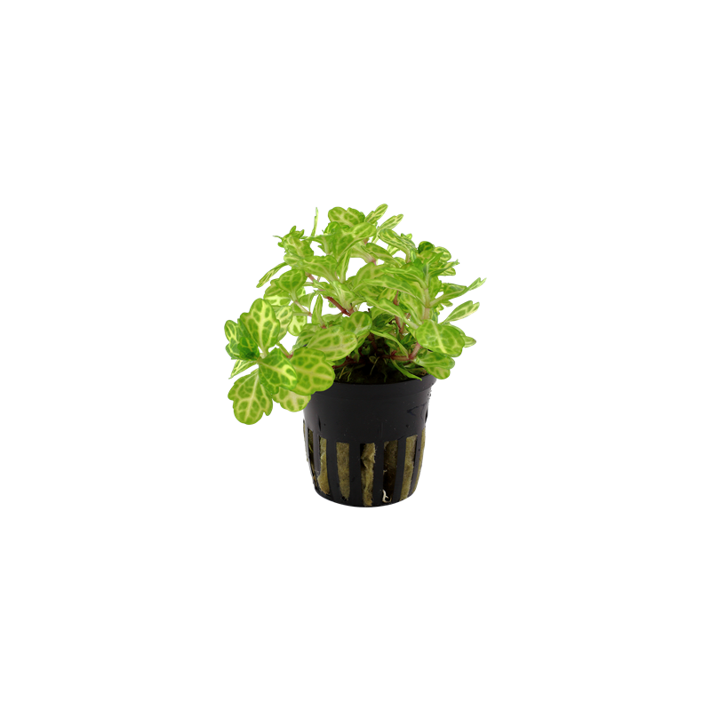 Shinnersia rivularis Weiss-grun in pot