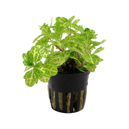 Shinnersia Rivulararis Weiss-Grun à Jar - Tropica