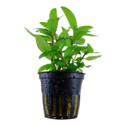 Staturogyne se repens dans Jar - Tropica