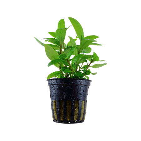 Staurogyne repens in vasetto - Tropica