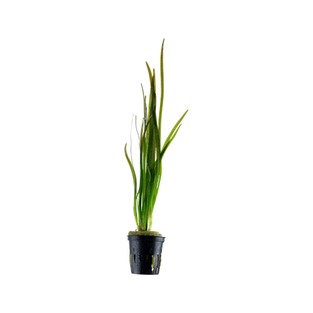 Vallisneria spiralis Tiger in jar - Tropica