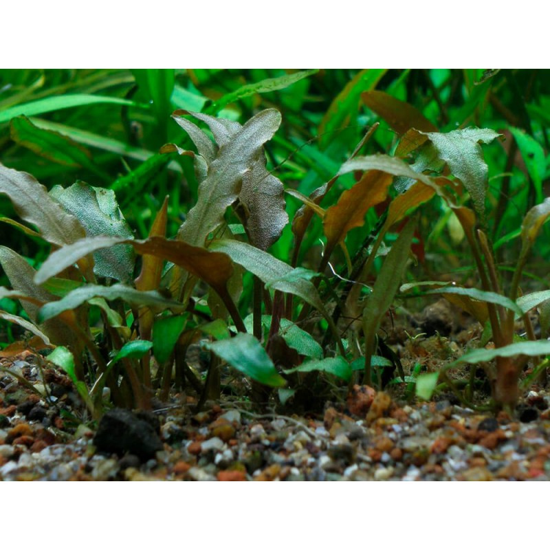 Cryptocoryne pygmaea in cup