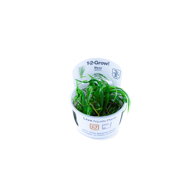 Blyxa japonica en coupe - Tropica