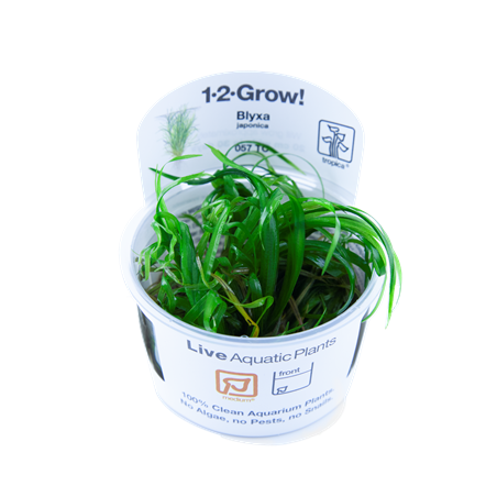 Blyxa japonica en coupe - Tropica