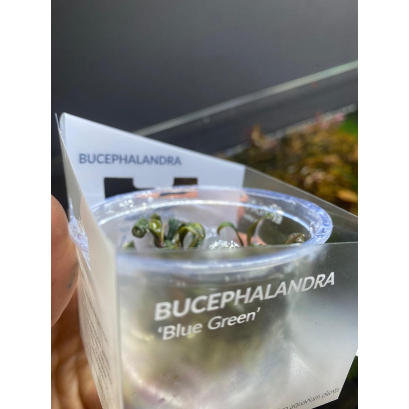 Bucephalandra Blue Green in cup