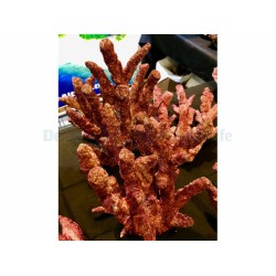 Rocce sintetiche vive 2