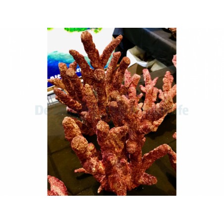 Branche de fantaisie Real Reef Rock Les rochers synïtiques vit