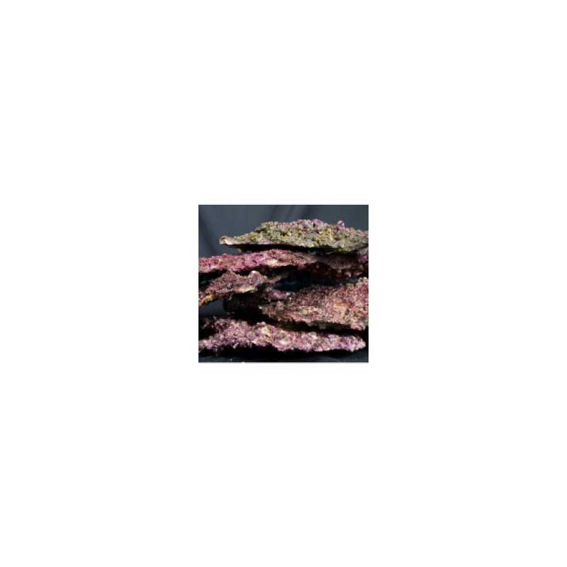 Shelf Real Reef Rock SYNITETIC ROCKS LIVES