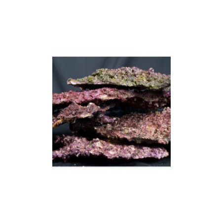 Shelf Real Reef Rock SYNITETIC ROCKS LIVES