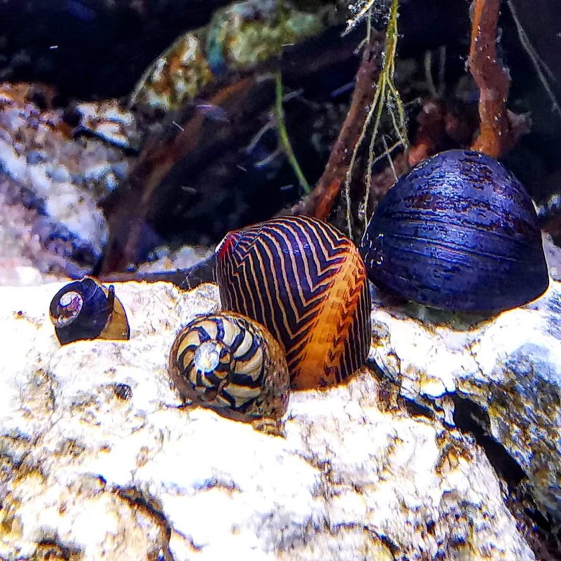 snail Vittina Waigiensis eats algae